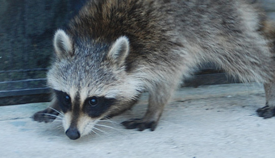 Raccoon Removal in Frankfort