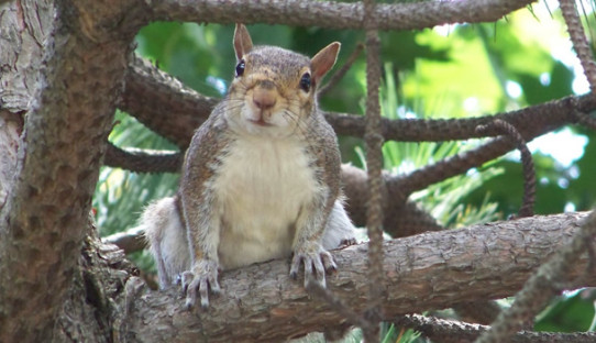 Squirrel Removal in Frankfort